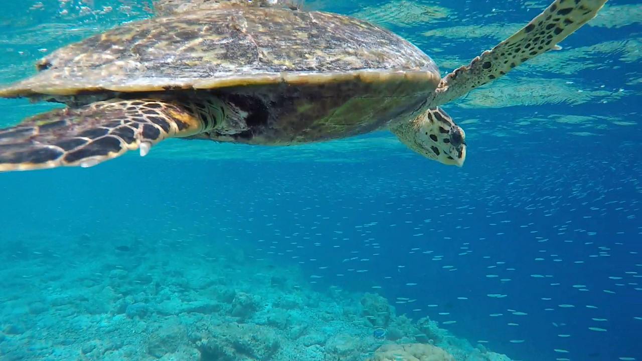 Strand Vilamendhoo Island Resort & Spa