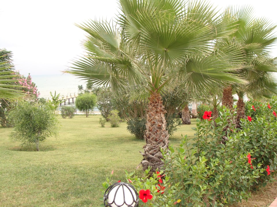 Ogród w drodze na plażę Hotel Turan Prince