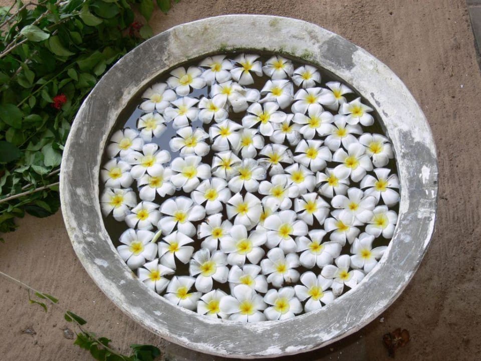 Blütenmeer neben der Rezeption Hotel Koggala Beach