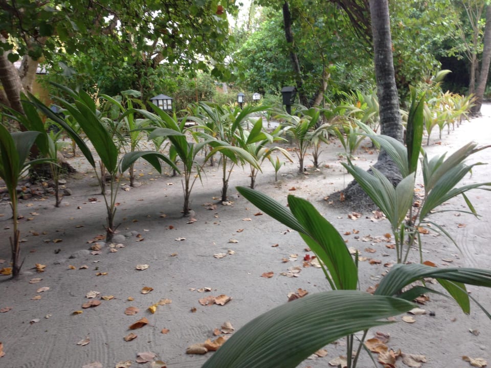 Vom Autoverkehr alles verstaubt Kuredu Island Resort & Spa