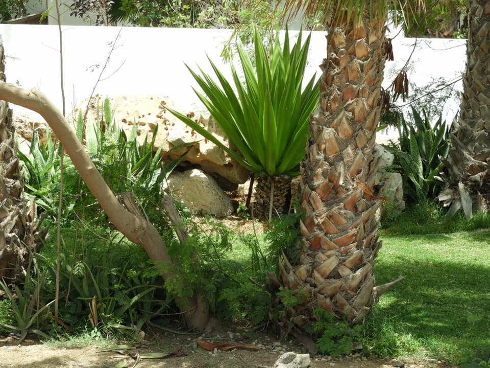 Gartenanlage Meliá Laguna Beach