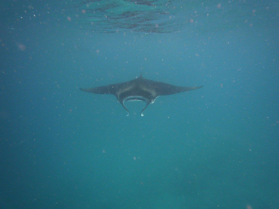 Манты Kuredu Island Resort & Spa