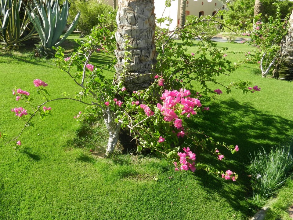 Schöne Farben Steigenberger Coraya Beach - Adults only