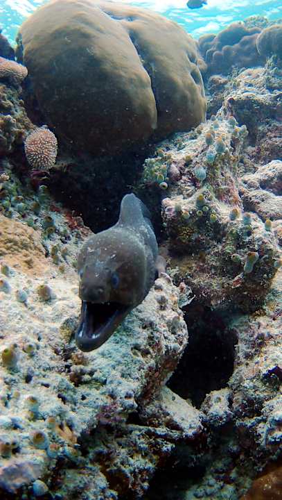 Sonstiges Vilamendhoo Island Resort & Spa