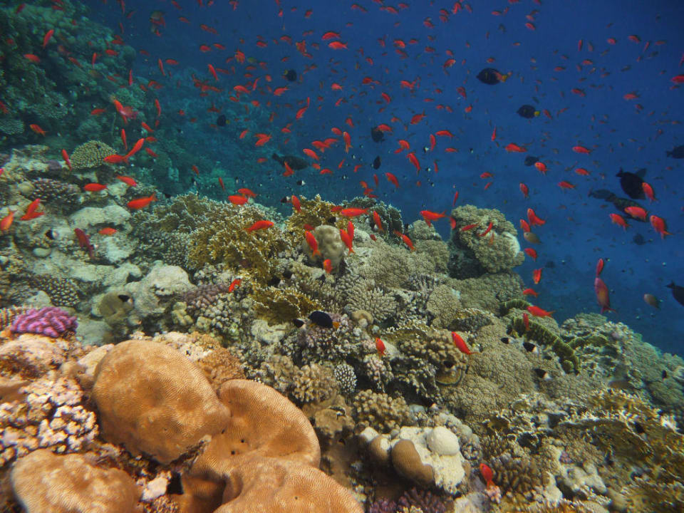 Fischies !!! Pickalbatros Sands Hotel - Port Ghalib