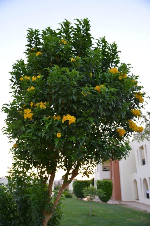 Schöne Gartenanlage SUNRISE Royal Makadi Resort