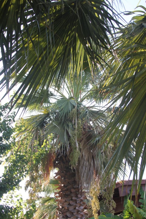 Palmy Hotel Golden Odyssey