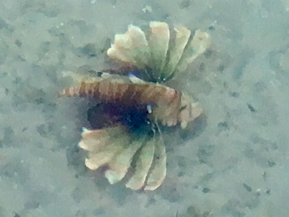 Feuerfisch, vom Steg aus gesehen  Stella Beach Resort & Spa Makadi Bay