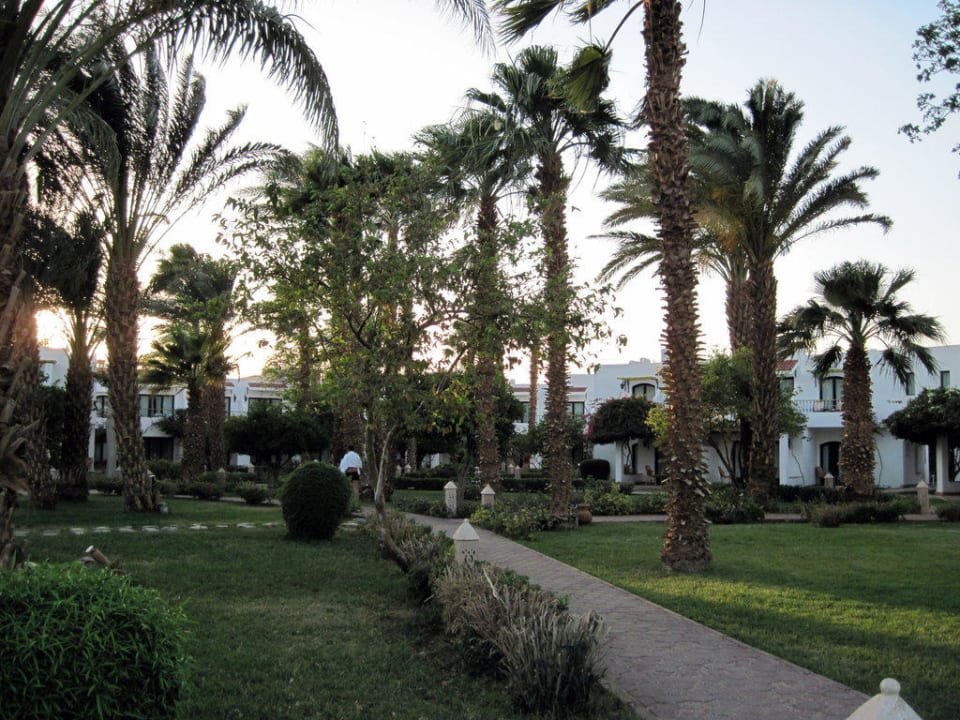 Palmenpracht im Garten Lotus Bay Beach Resort