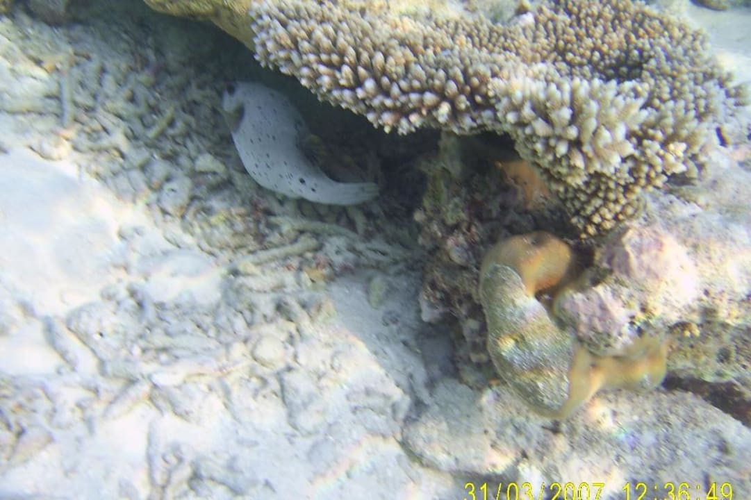 Kugelfisch Eri Maldives