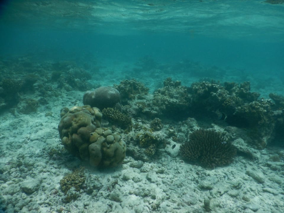 Hausriff Bandos Maldives