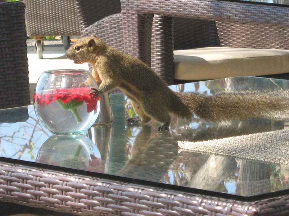 Sind die nicht süß The Laguna A Luxury Collection Resort & Spa