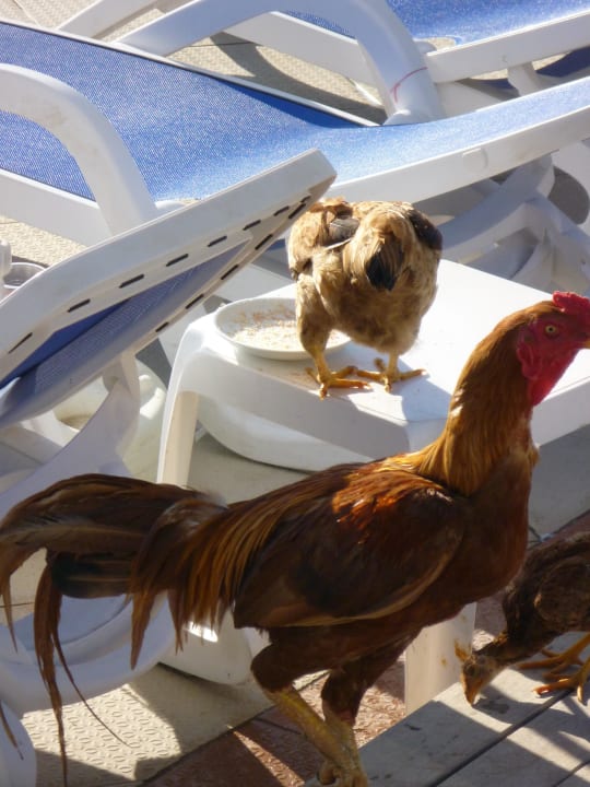 Urlaub auf dem Bauernhof Ephesia Holiday Beach Club