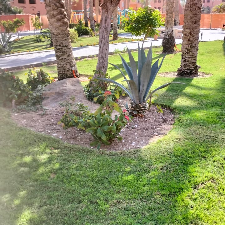 Gartenanlage Jaz Makadi Oasis Resort