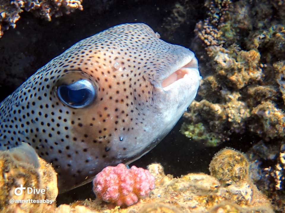 Sonstiges Three Corners Equinox Beach Resort