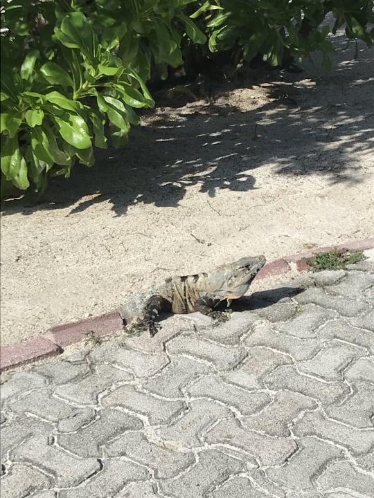 Gartenanlage Grand Palladium Select White Sand Resort & Spa