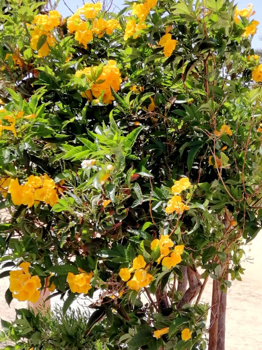 Gartenanlage Dream Lagoon Resort & Aqua Park