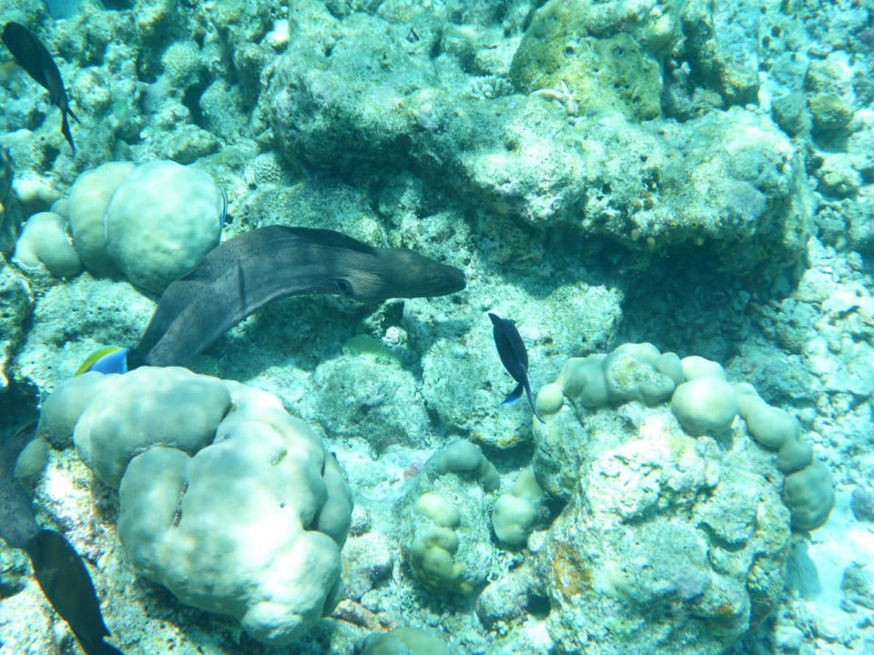 Beim Schnorcheln Filitheyo Island Resort
