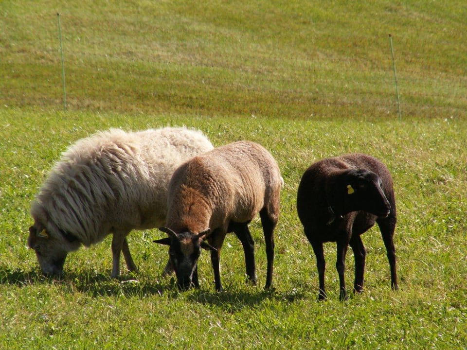Schafe S'Fleckli Bioland Ferienbauernhof