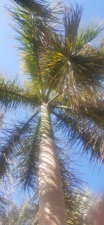 Gartenanlage Stella Garden Resort & Spa, Makadi Bay