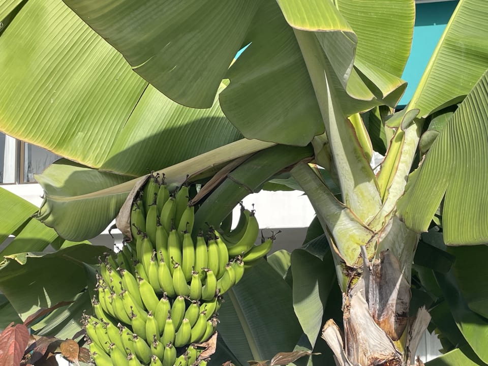 Gartenanlage TRH Taoro Garden