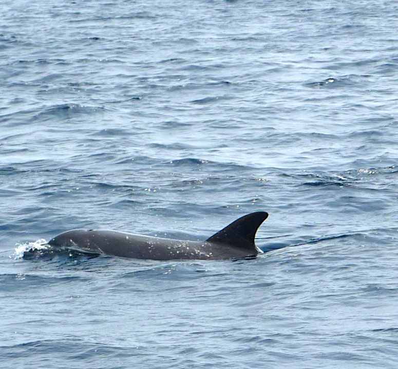 Delfine NH Collection Maldives Reethi Resort