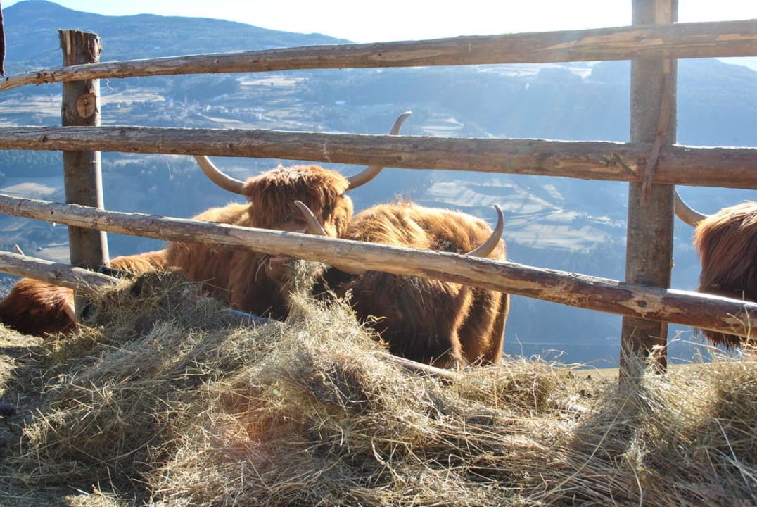 Kühe Berglandhotel Untertheimerhof