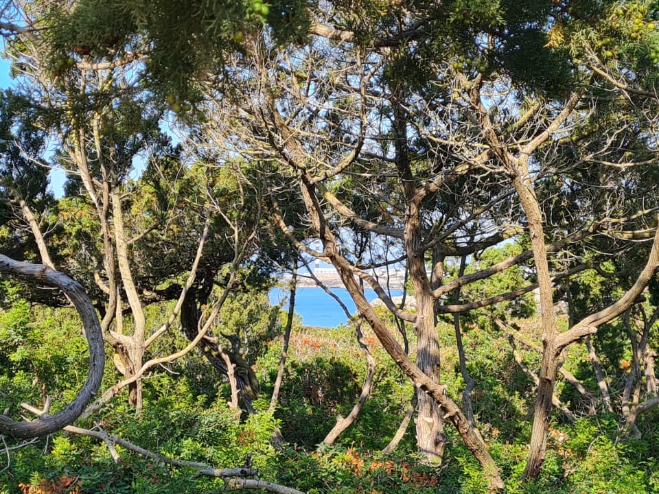 Ausblick Grupotel Aldea Cala'n Bosch