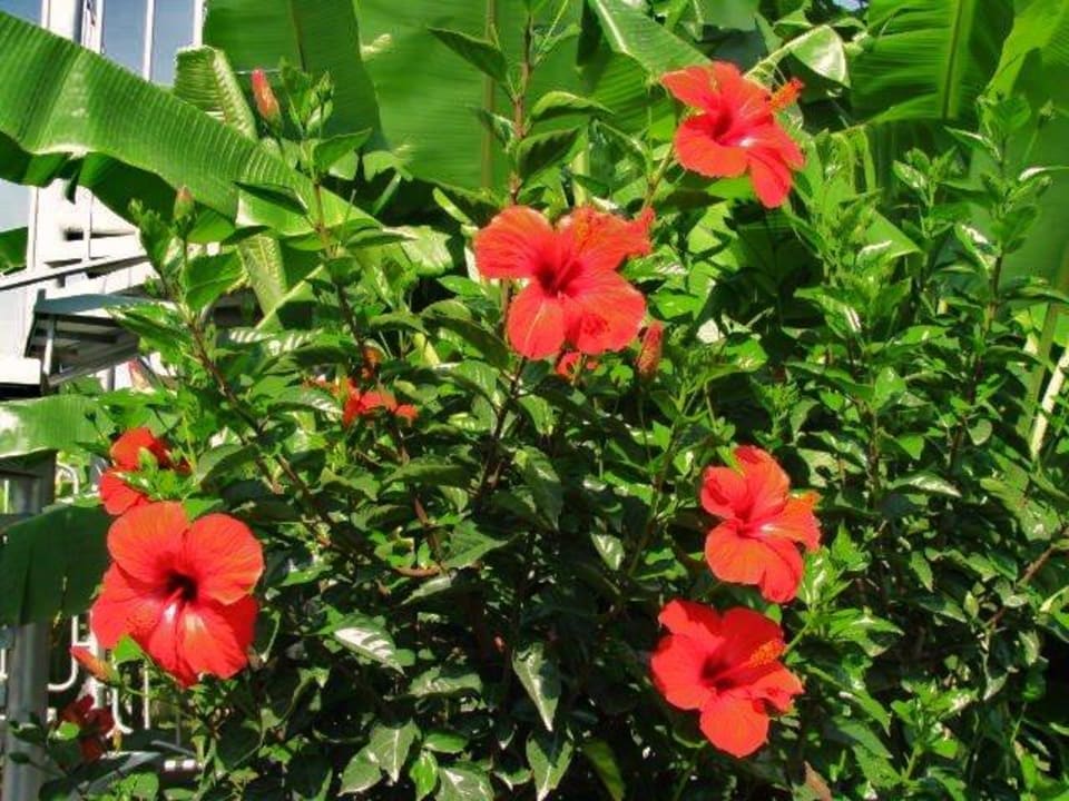 Hibiscus Sun Club Hotel