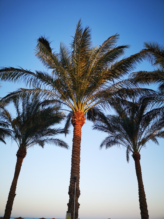 Sonstiges Sentido Caribbean World Soma Bay