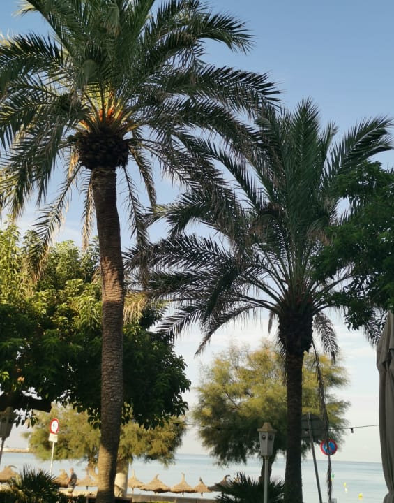 Gartenanlage allsun Hotel Marena Beach