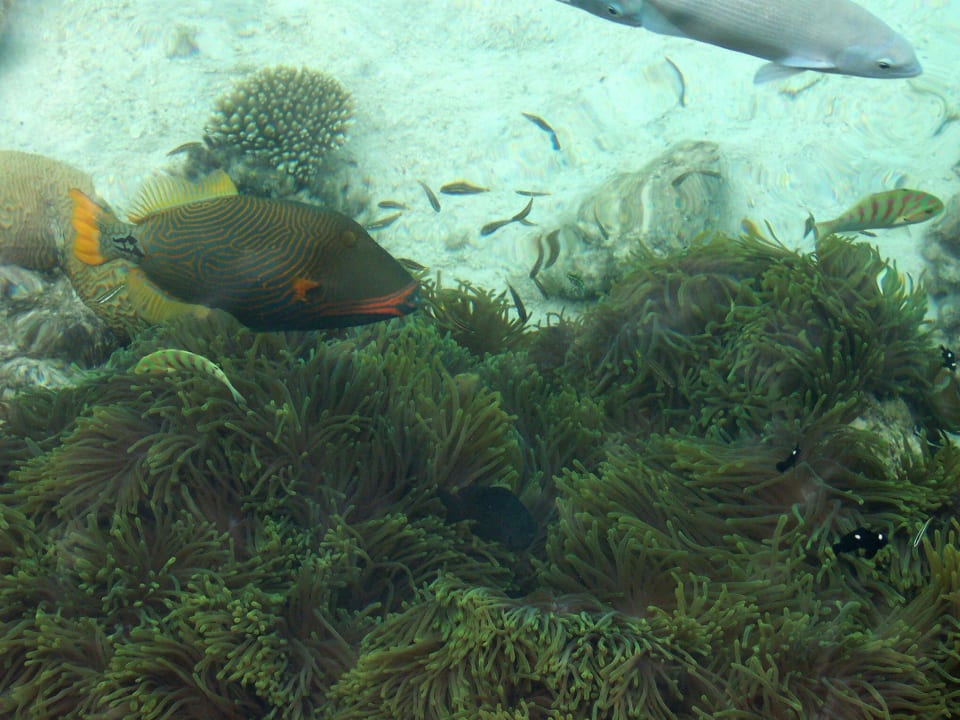 Wie im Aquarium Summer Island Maldives