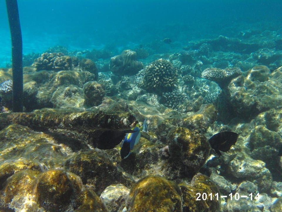 Snorkeling am House Reef Meeru Maldives Resort Island