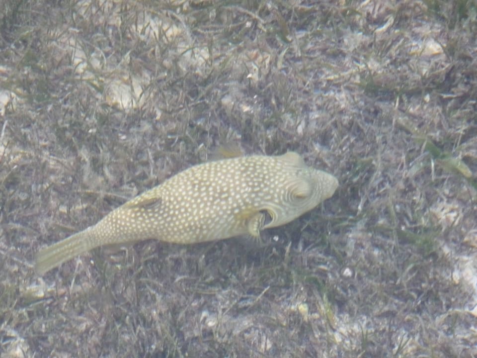 Fisch vom Steg aus gesehen Jaz Mirabel Park & Club