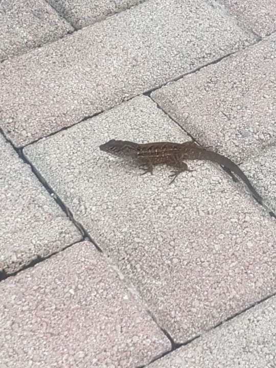 Gartenanlage Wyndham Orlando Resort International Drive