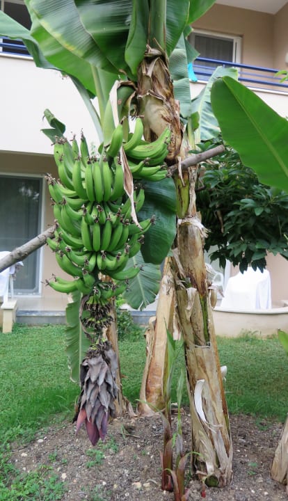 So wachsen Bananen Labranda Alantur Resort