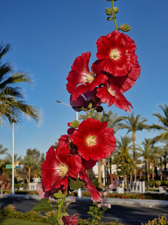 Gartenanlage Ghazala Gardens