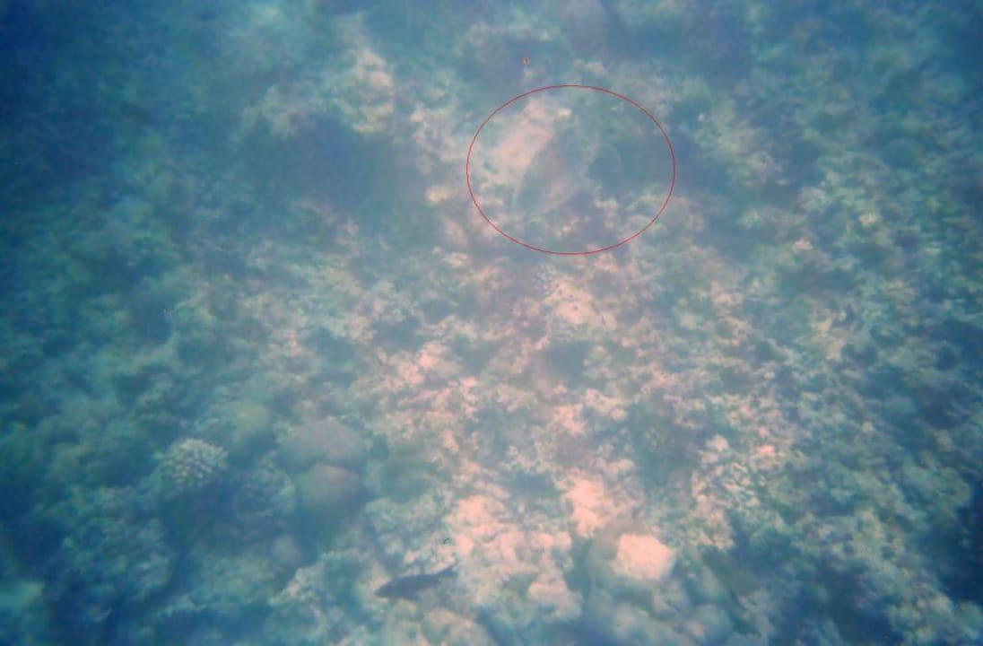 Schildi am Hausriff Sun Siyam Iru Fushi