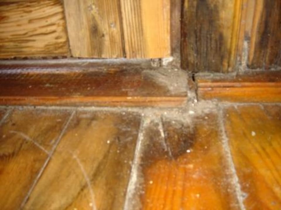 Verschimmeltes dreckiges Holz von innen. Clover Magic Nova Beach