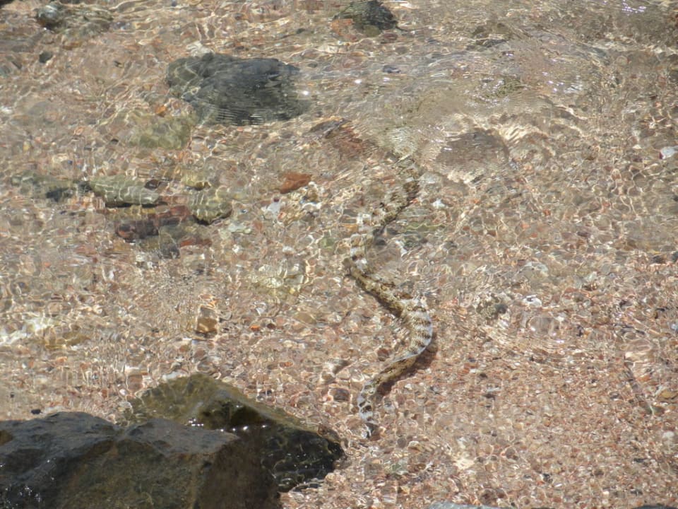 Geister-Muräne beim Spaziergang entdeckt Jaz Dar EL Madina