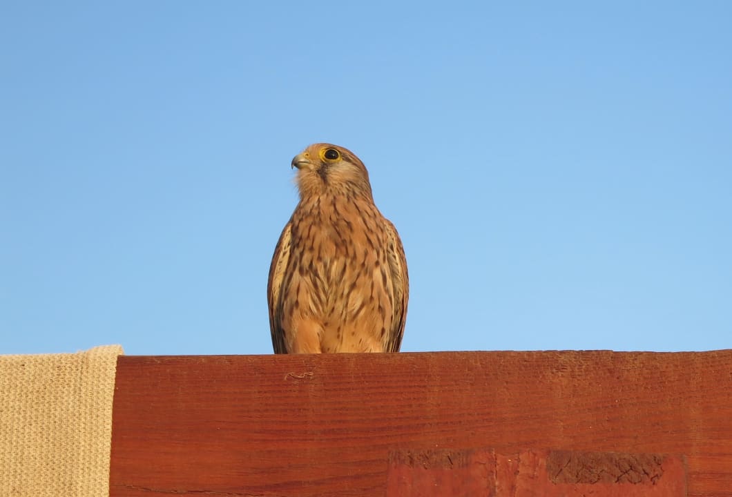 Gartenanlage Makadi Spa - Adults only