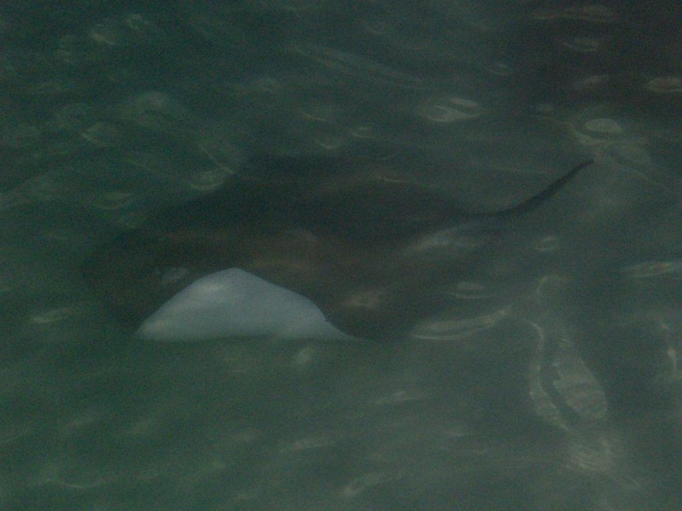 Rochen Kuramathi Maldives