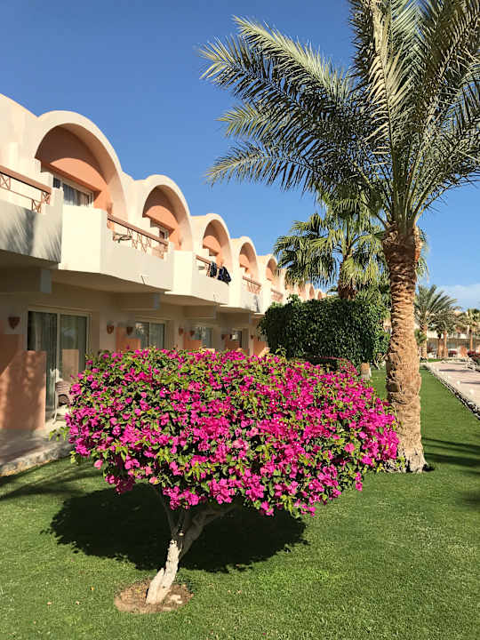 Gartenanlage Three Corners Sea Beach Resort