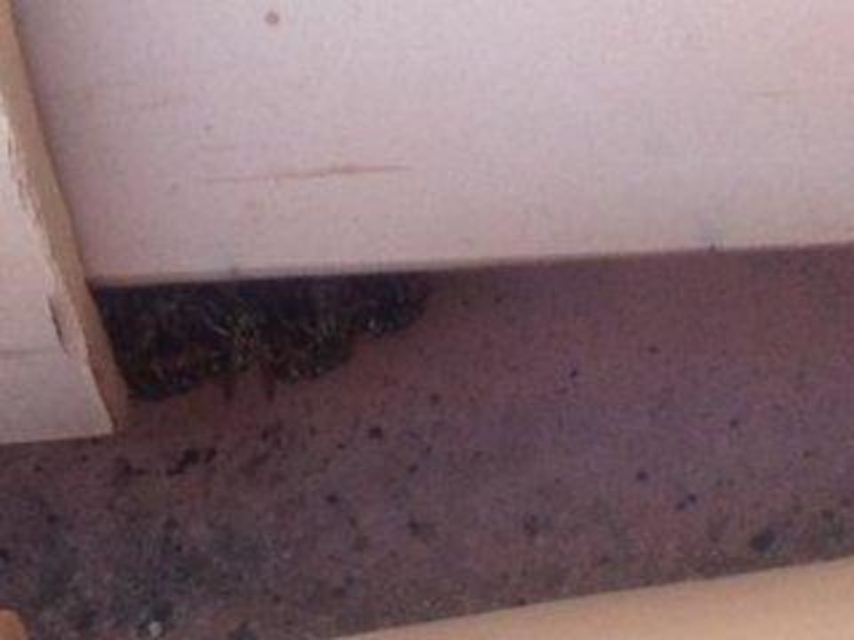 Wespennester Casa Castillo