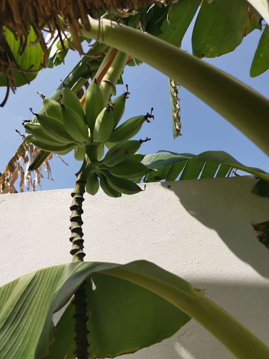 Gartenanlage Hotel Royal Nozha