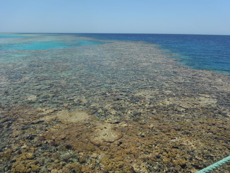 Tolles Riff Hotel Gorgonia Beach Resort