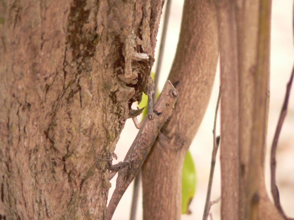 Vor der Tür Embudu Village