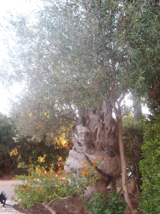 Sehr schöner Olivenbaum Grupotel Cala Marsal Nature Hotel