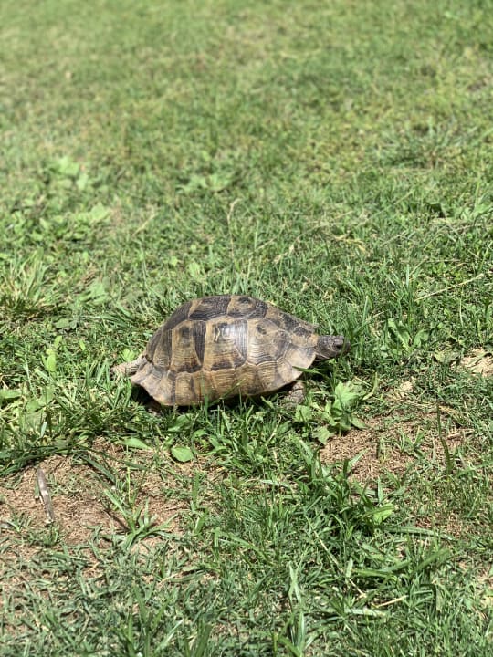 Gartenanlage Megasaray Club Belek