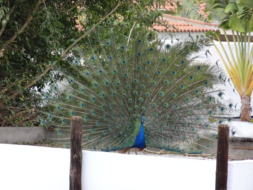 Das Oberhaupt der Haustiere HL Miraflor Suites Hotel